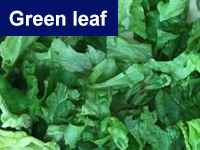 Green leaf